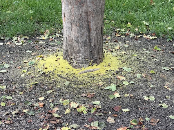 Sick Tree