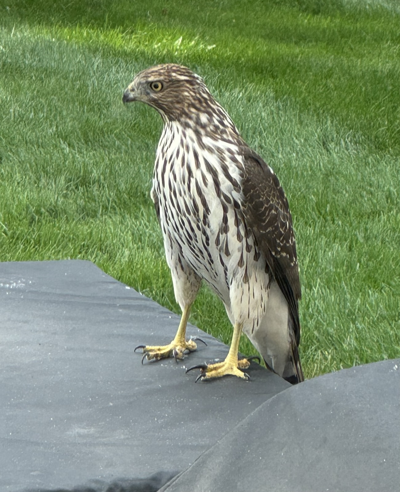 Hawk