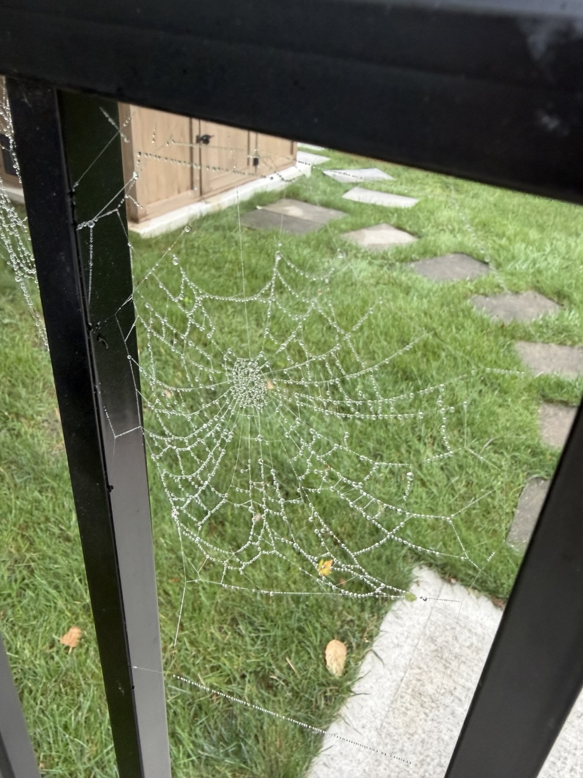 Web One