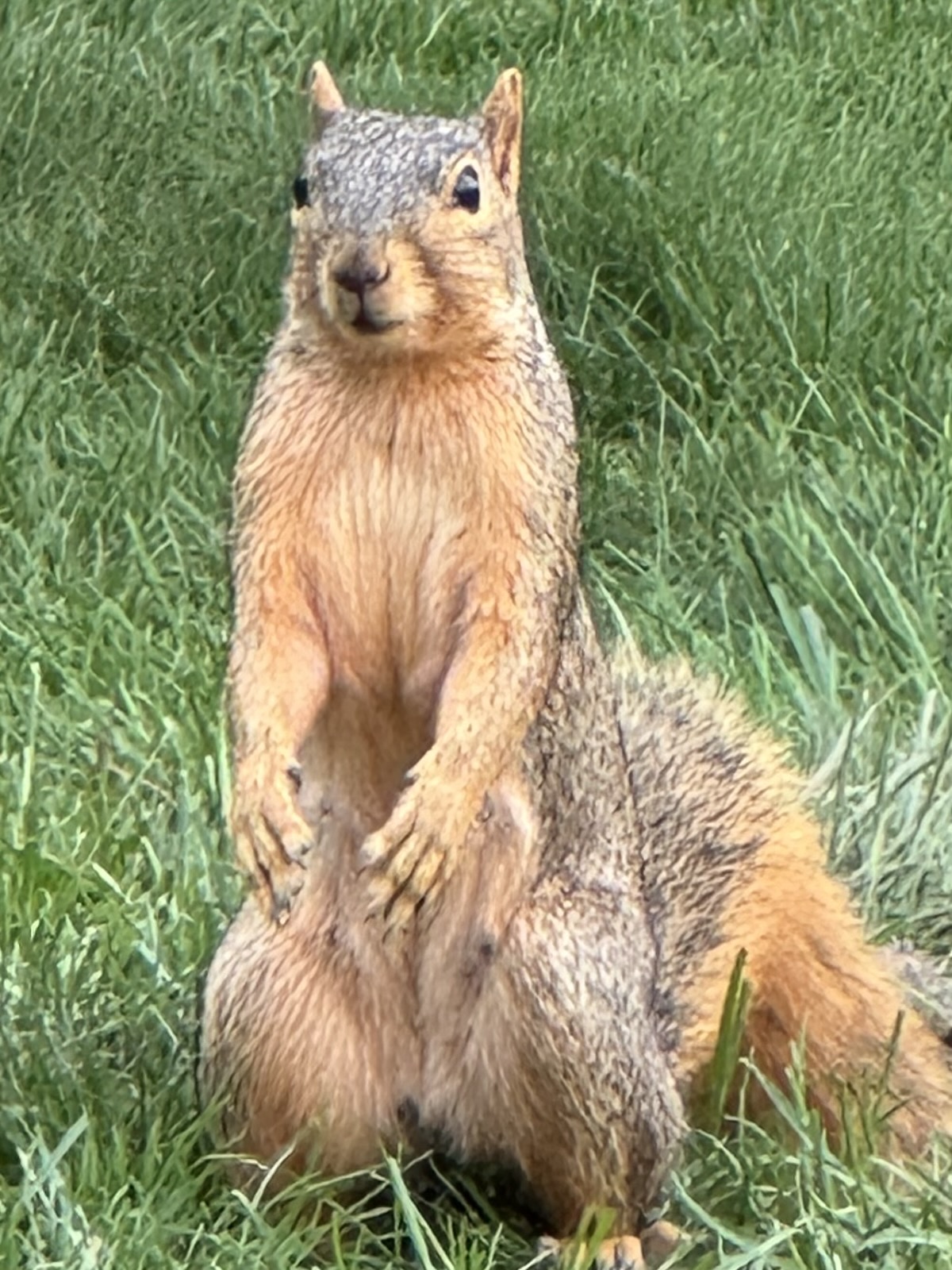 Squirrel