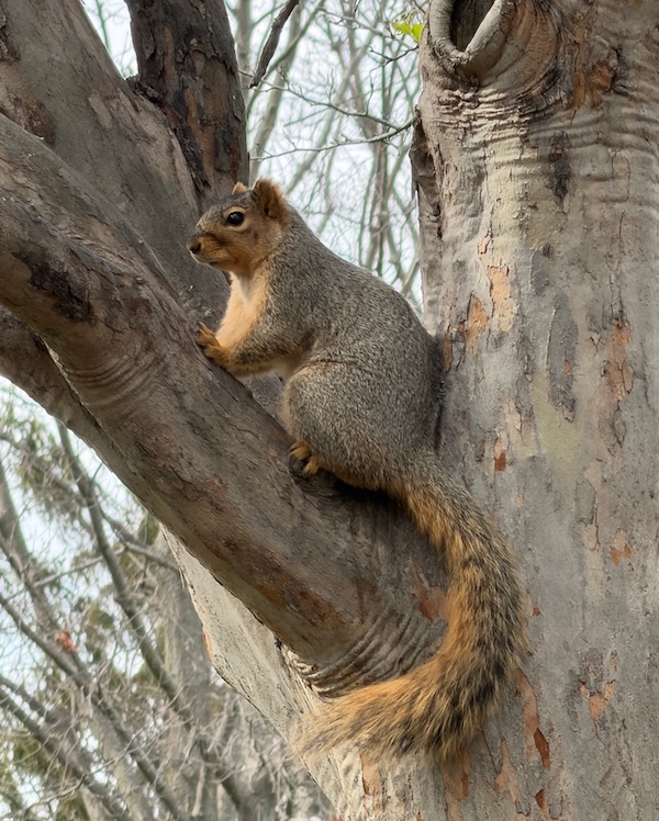 Squirrel