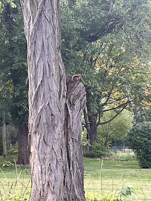 Neighborhood Tree